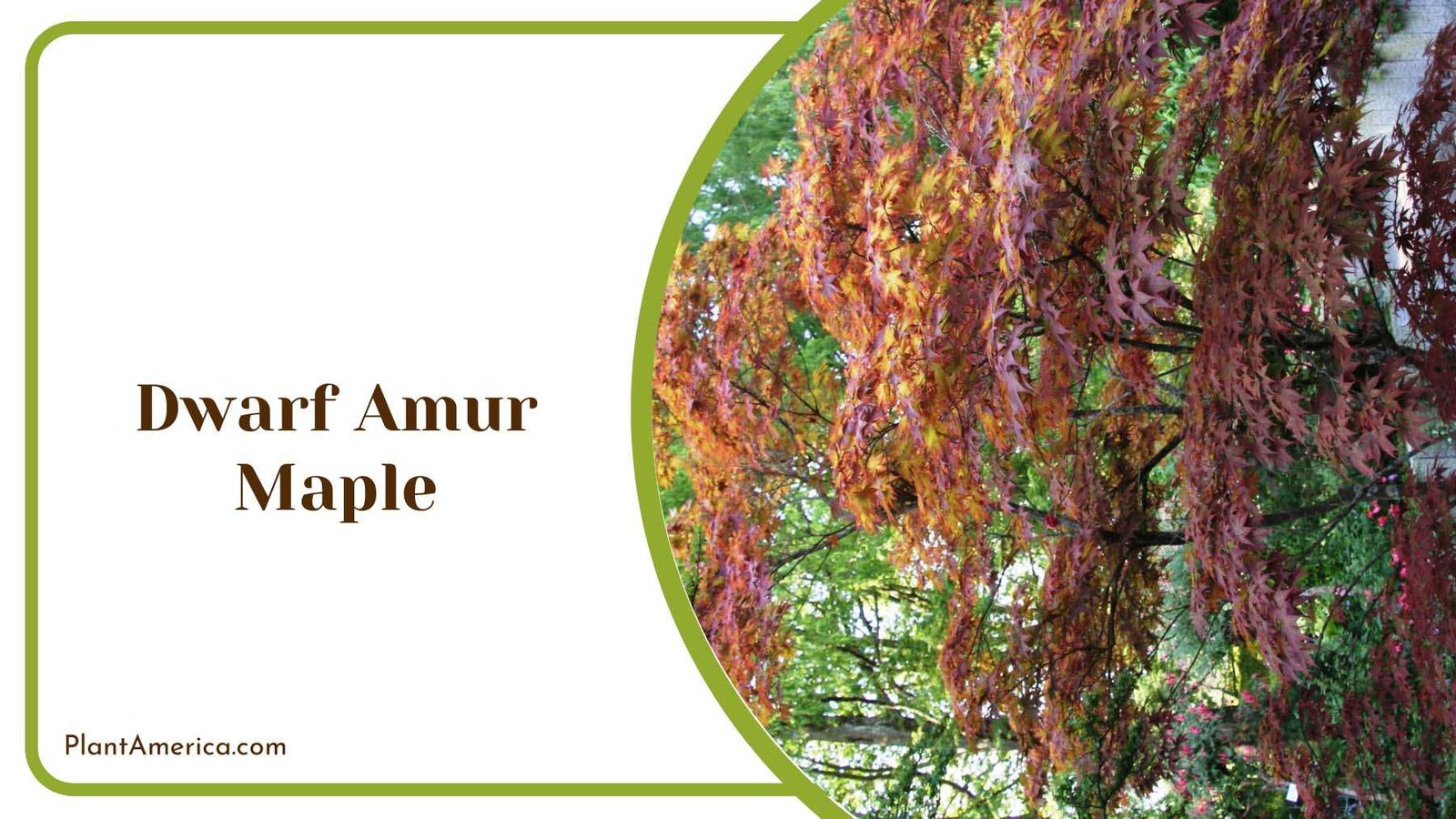 Dwarf Amur Maple In Sunlight Plant America