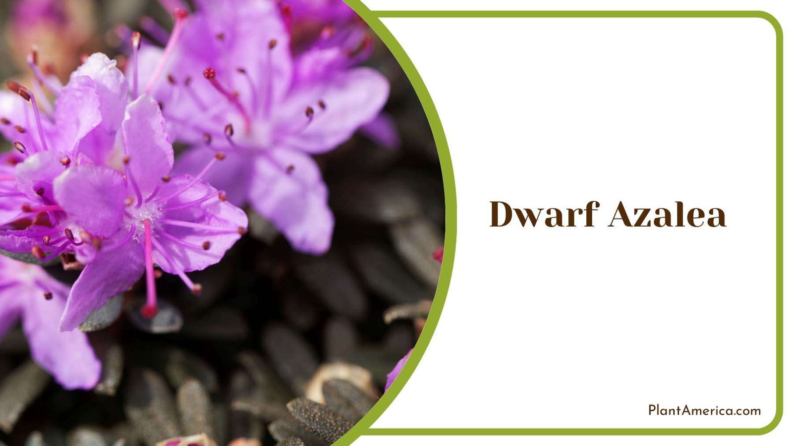 Dwarf Azalea Shrubs Plant America