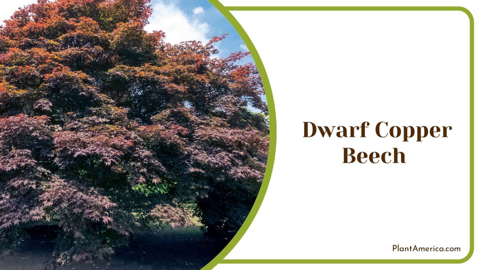 Dwarf Copper Beech Plant America