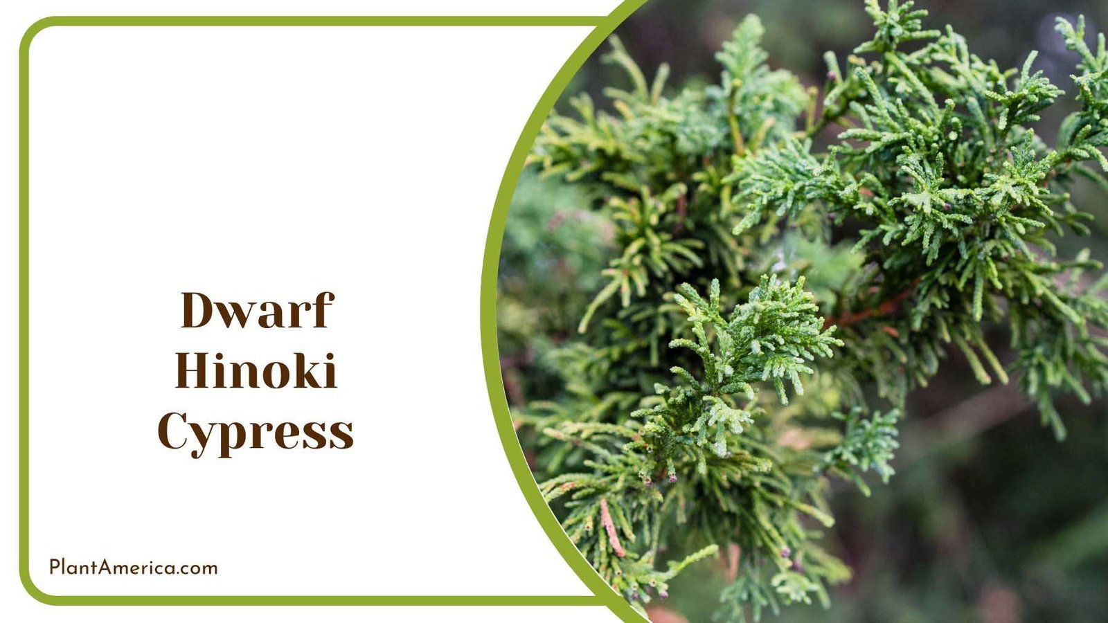 Dwarf Hinoki Cypress Plant America