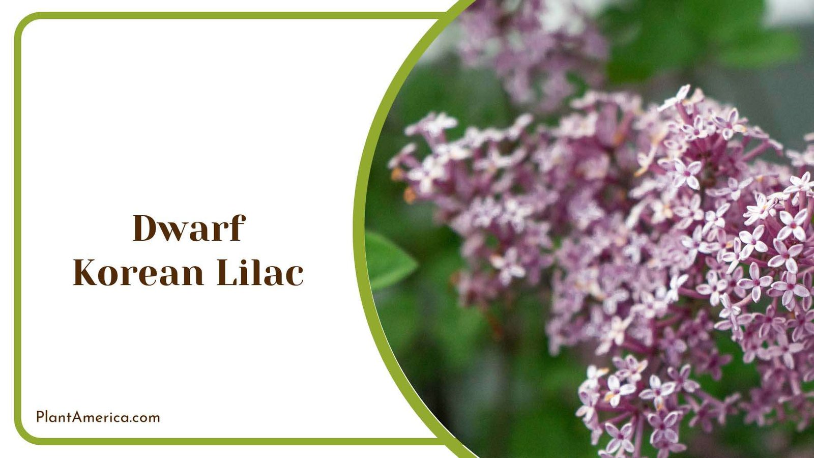 Dwarf Korean Lilac Blooms Plant America