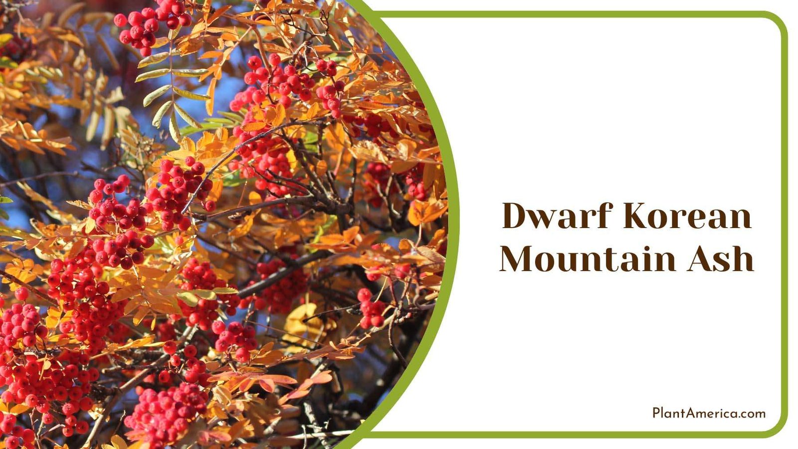 Dwarf Korean Mountain Ash Plant America