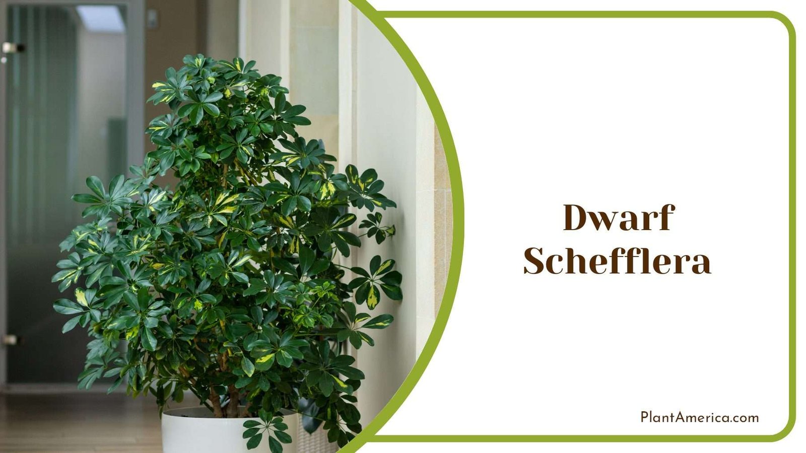 Dwarf Schefflera Home Decor Plant America