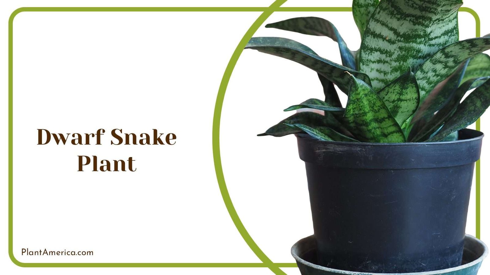 Dwarf Snake Indoor Plant PlantAmerica