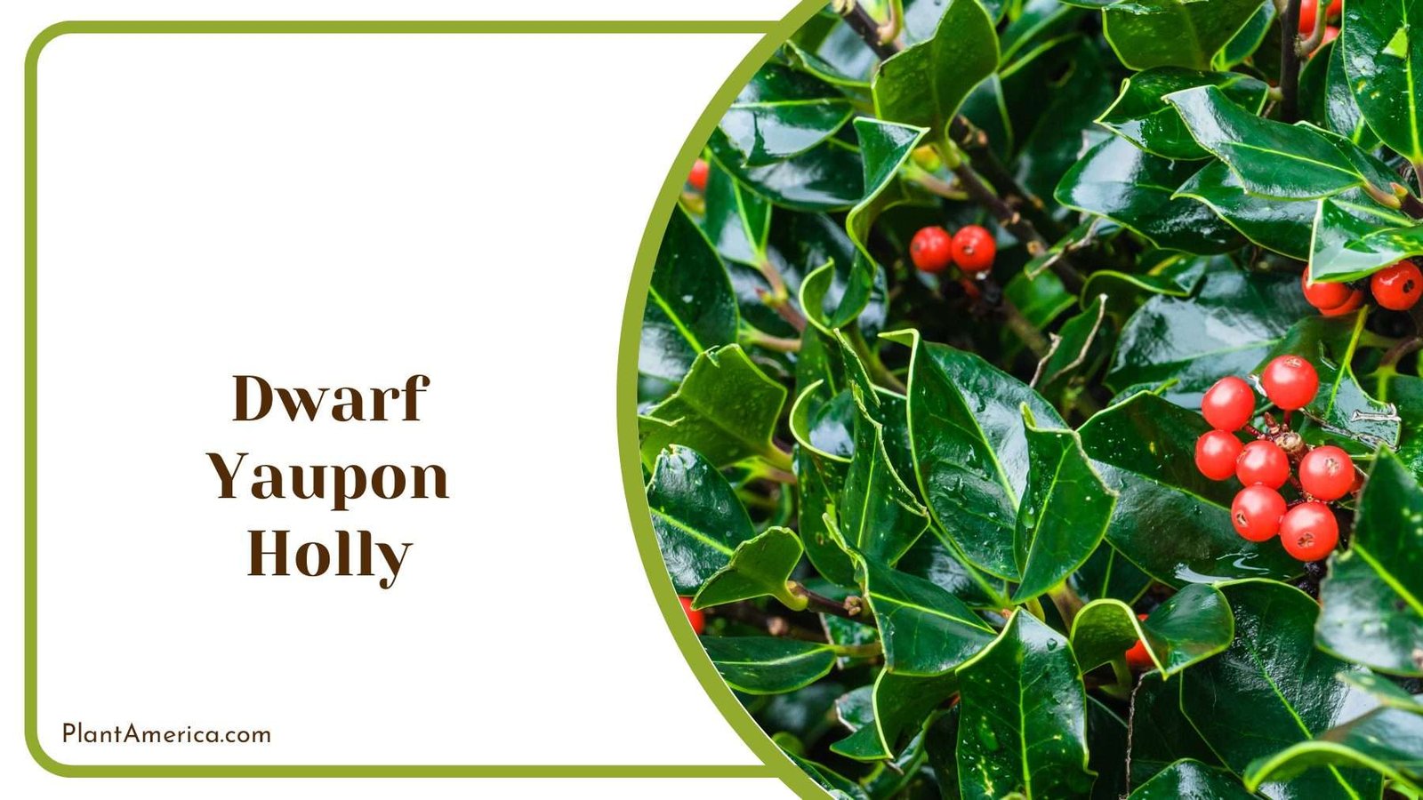 Dwarf Yaupon Holly Plant Plant America