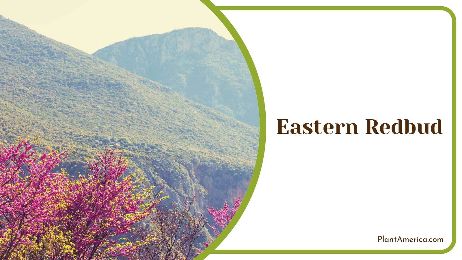 Eastern Redbud Nature Plant America