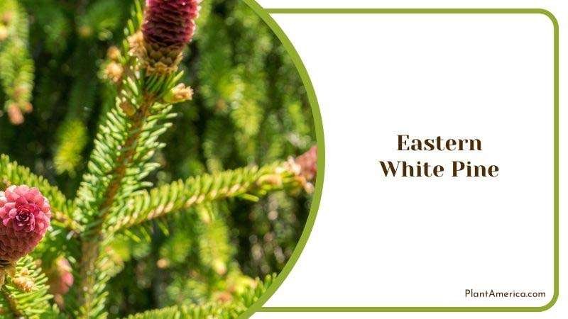 Eastern White Pine Care Guide Plant America