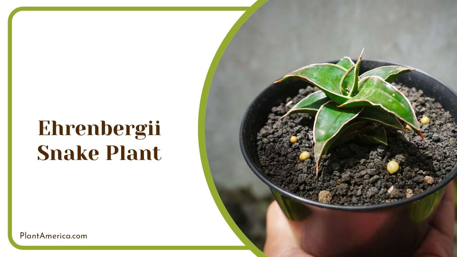 Ehrenbergii Snake Plant On Hand PlantAmerica