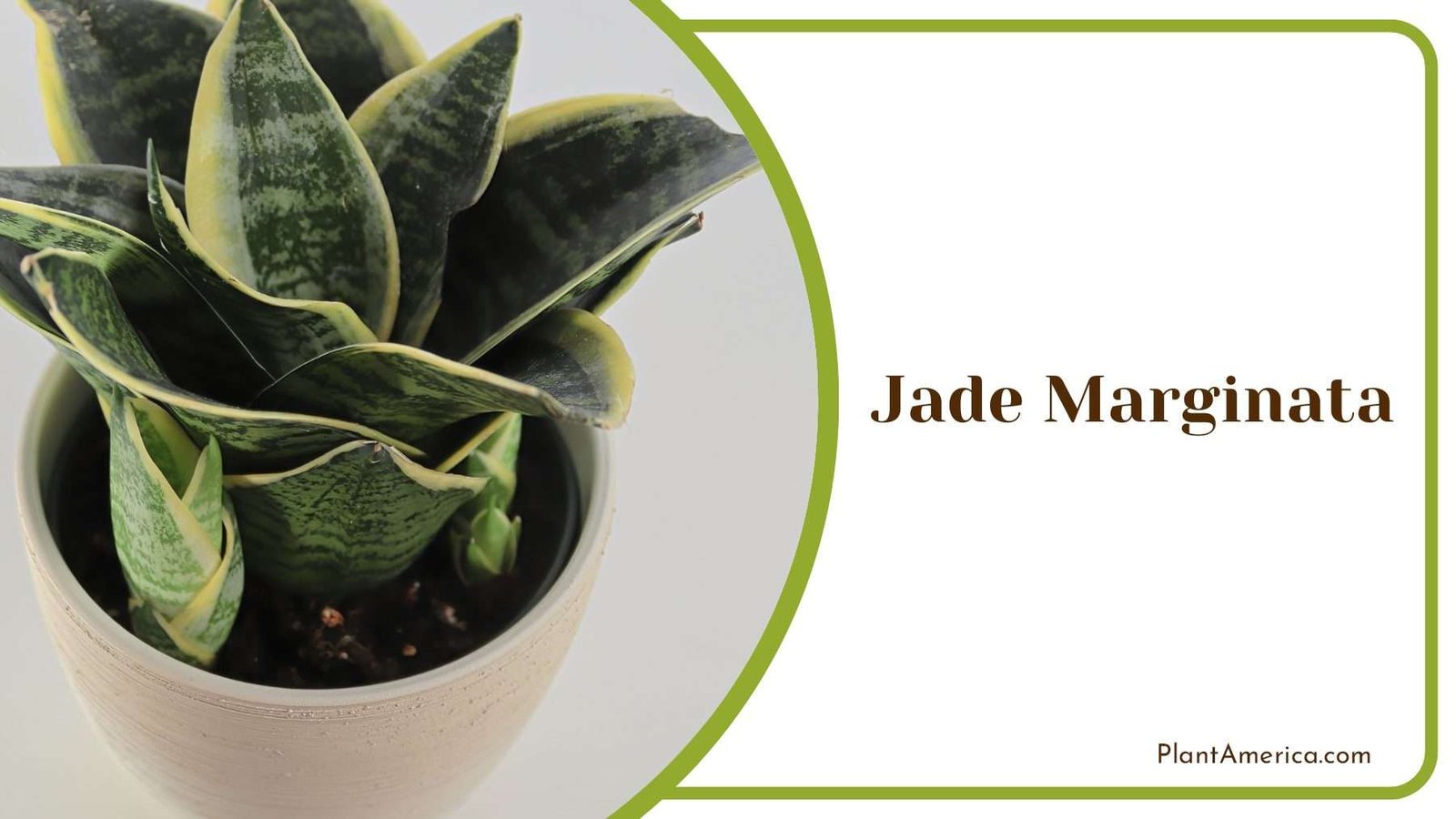 Elegance Jade Marginata PlantAmerica