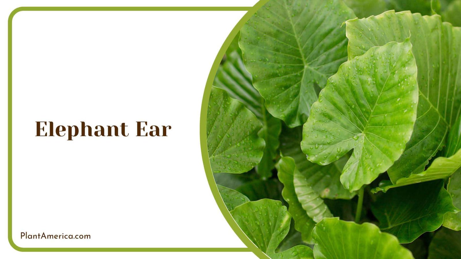 Elephant Ear Green Leaves Plant America