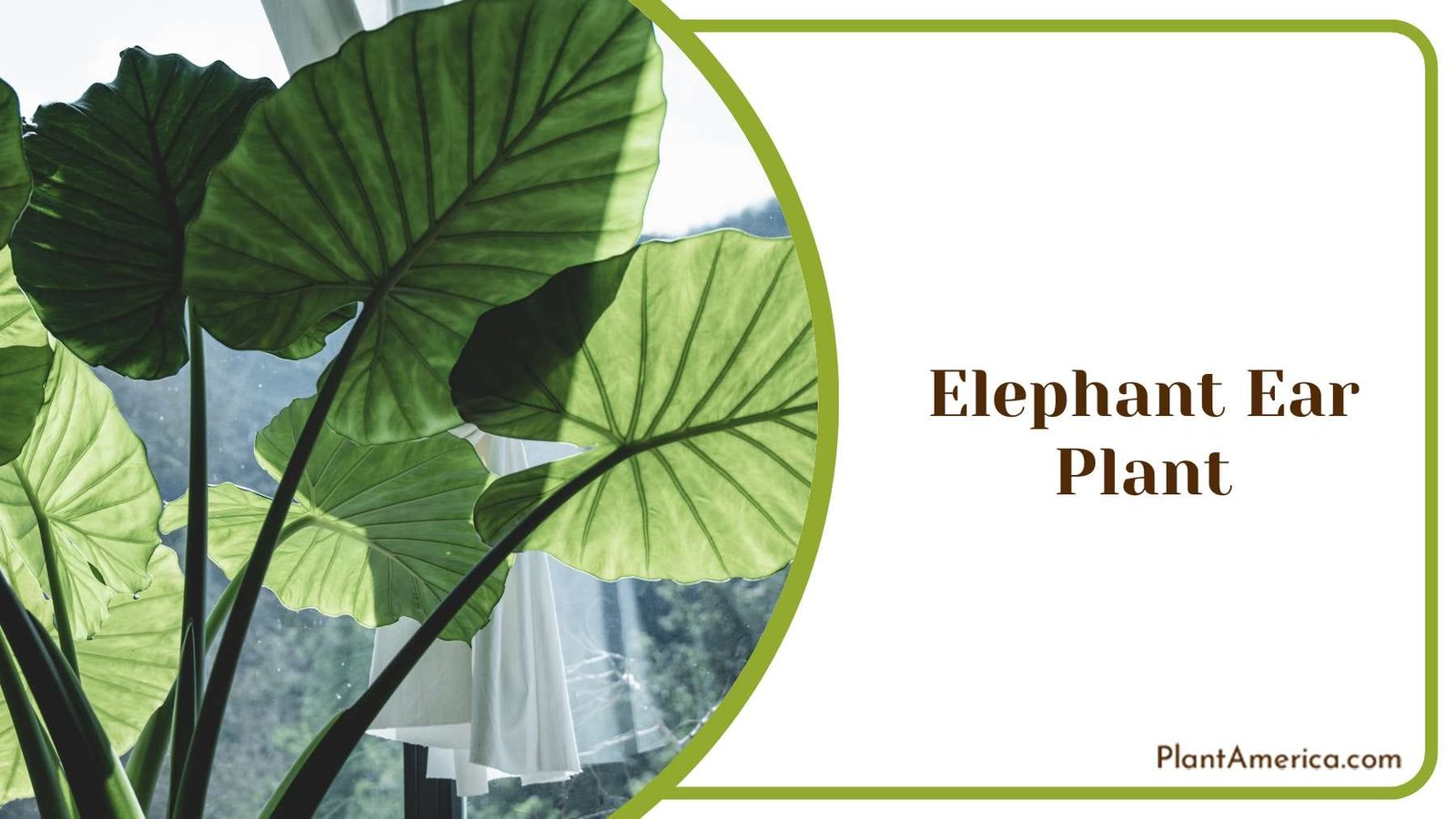 Elephant Ear Plant Plant America
