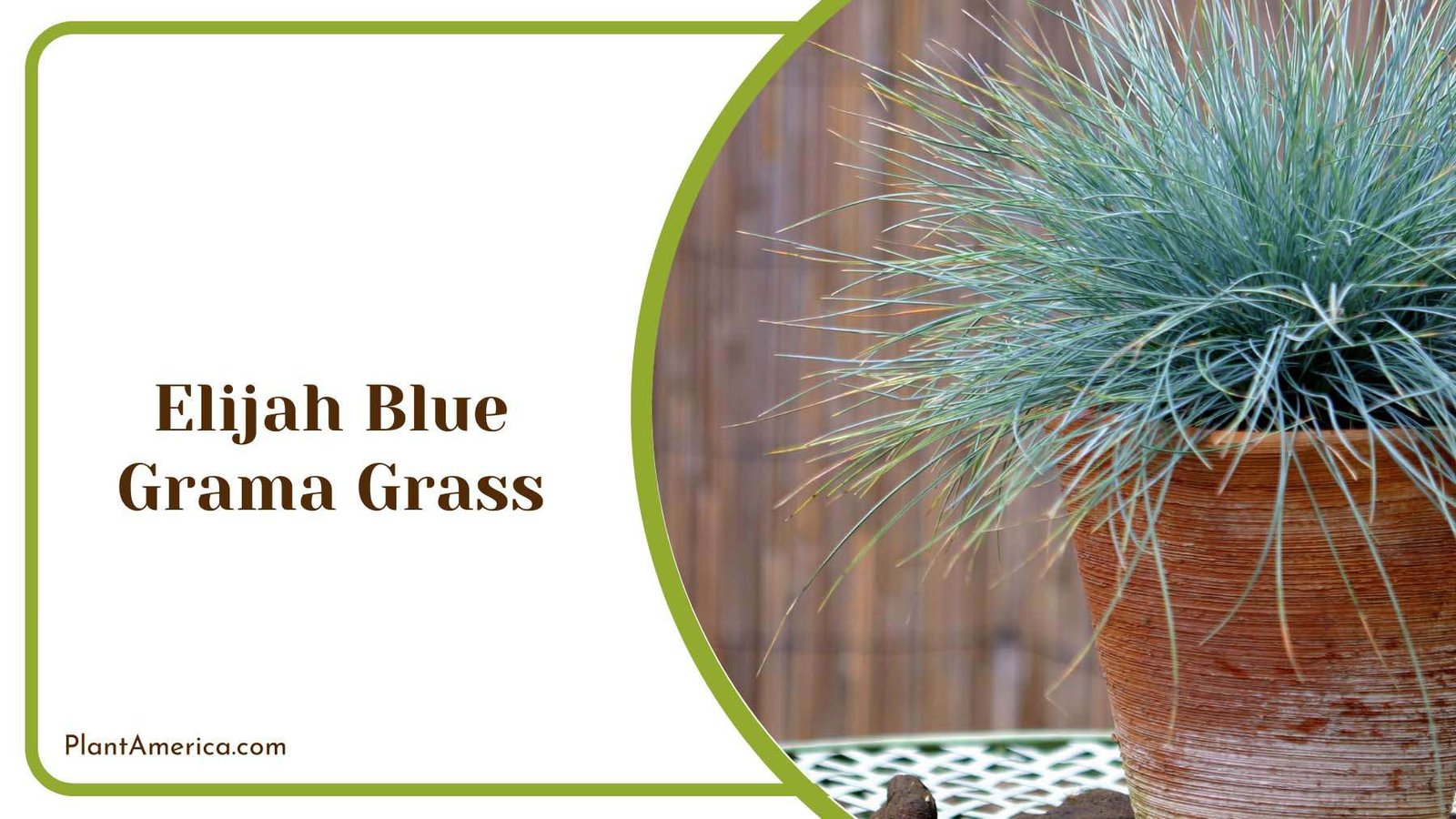 Elijah Blue Grama Grass Plant America