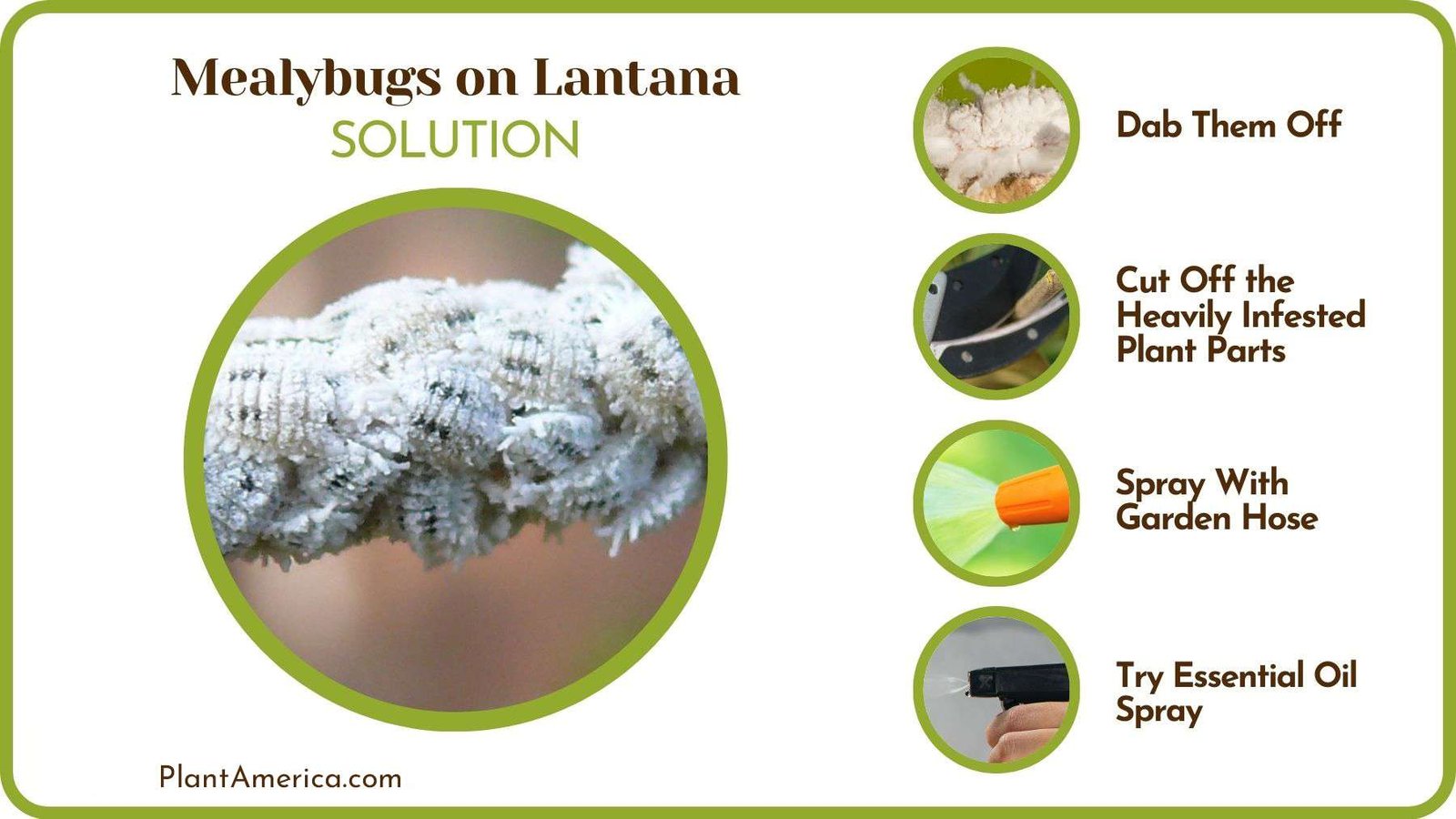 Eliminating Mealybugs From Lantana Plant America