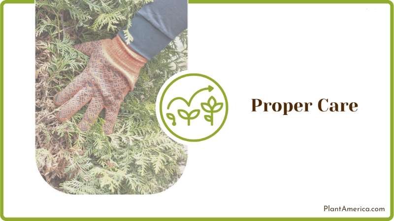 Emerald Green Arborvitae Plant America
