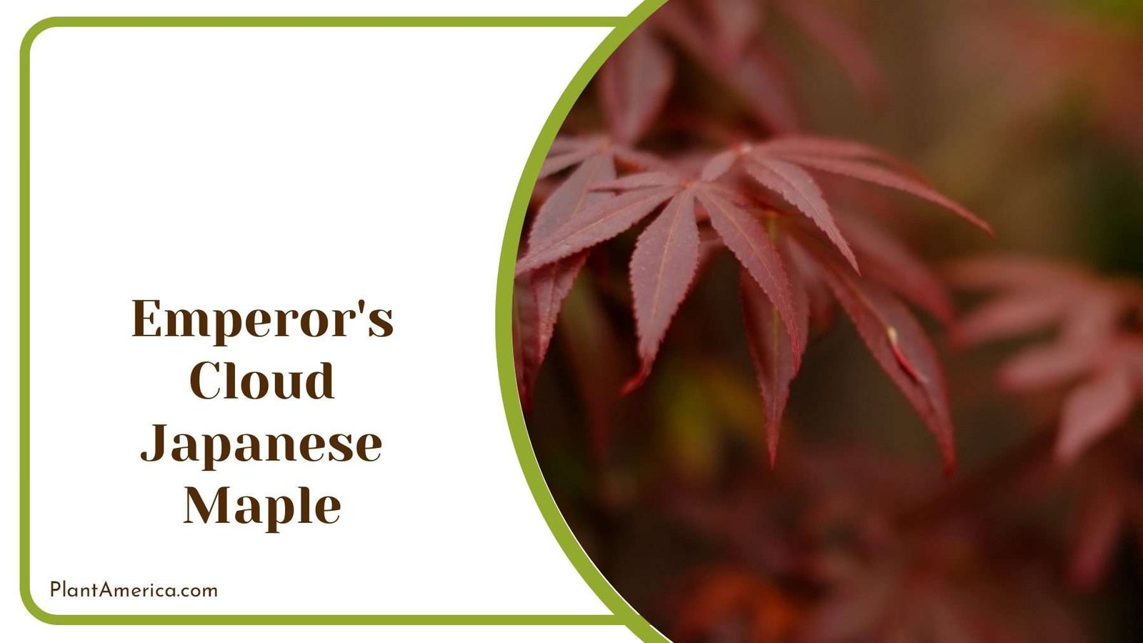 Emperor s Cloud Japanese Maple PlantAmerica Emperor s Cloud Japanese Maple PlantAmerica