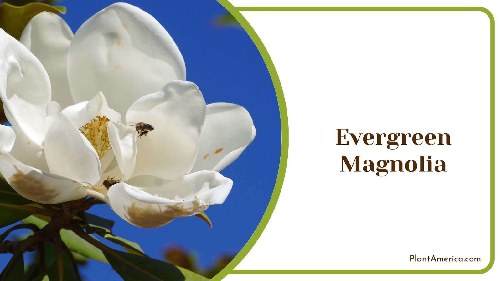 Evergreen Magnolia Blooms Plant America