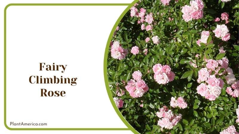 Fairy Climbing Pink Rose Plant America
