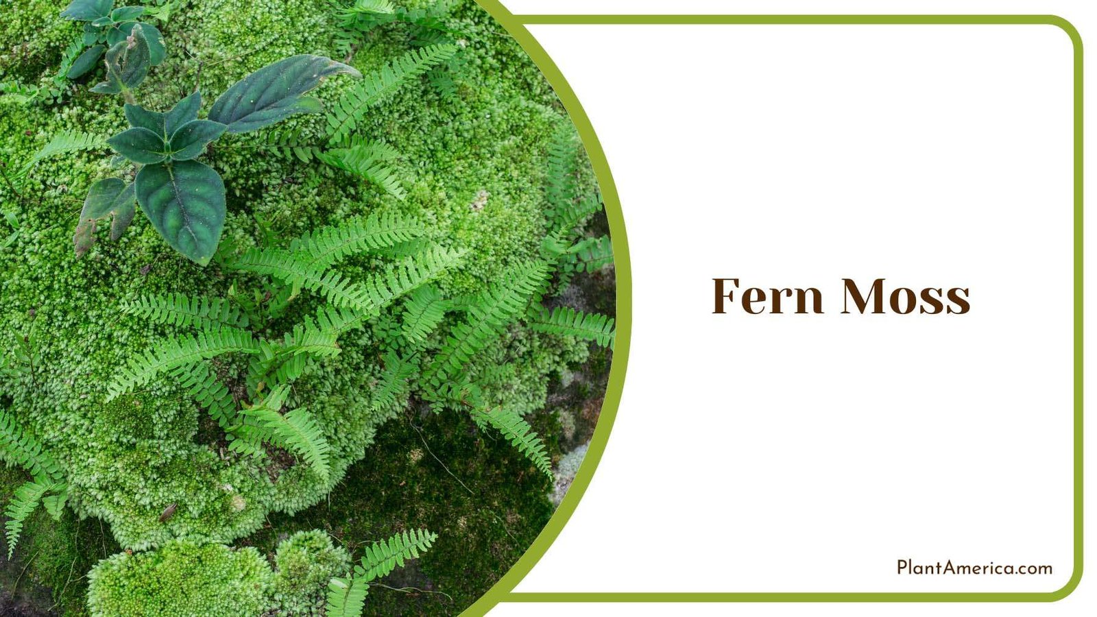 Fern Moss On Sunlight Plant America