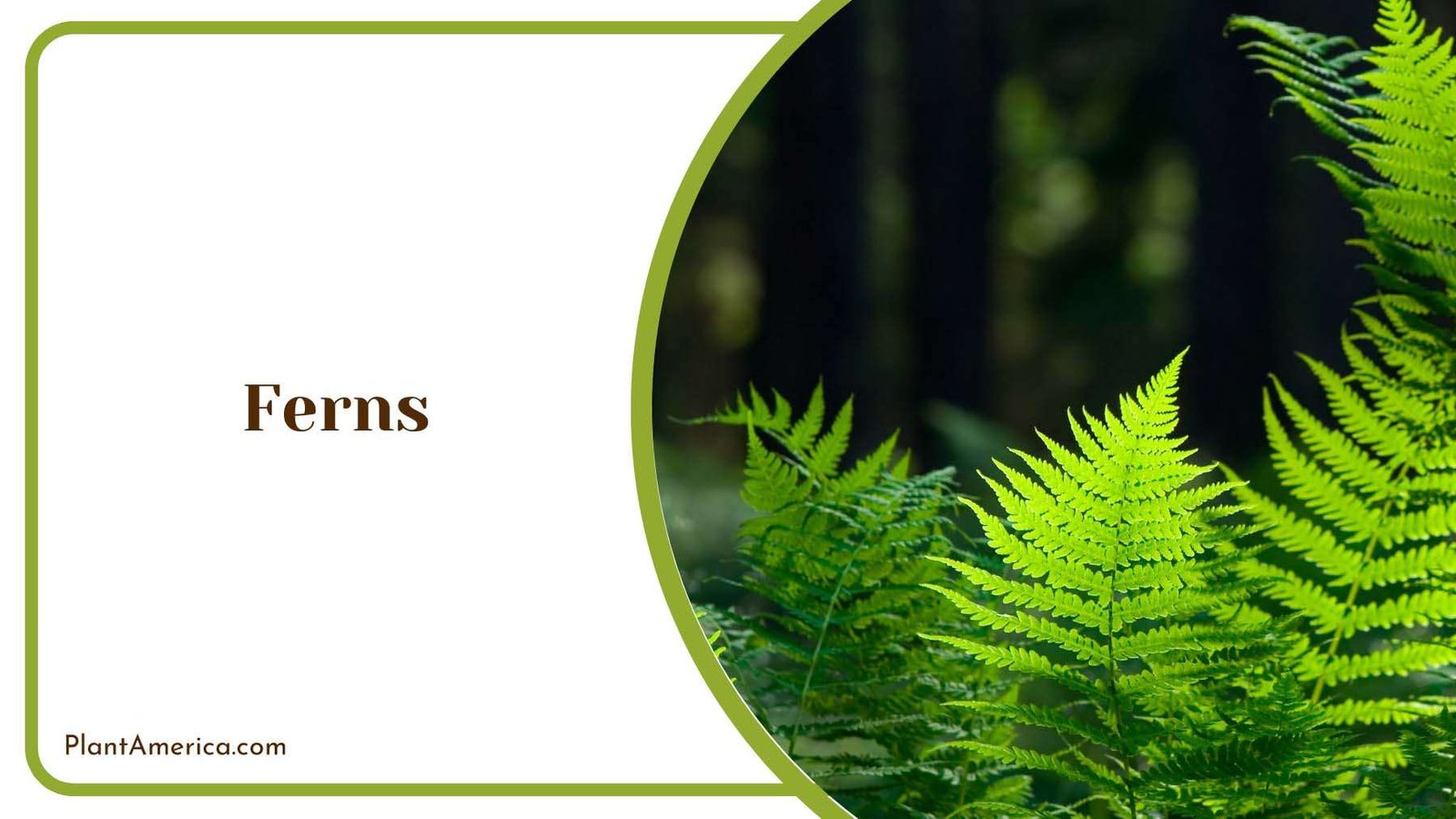 Ferns Leaves Plant America