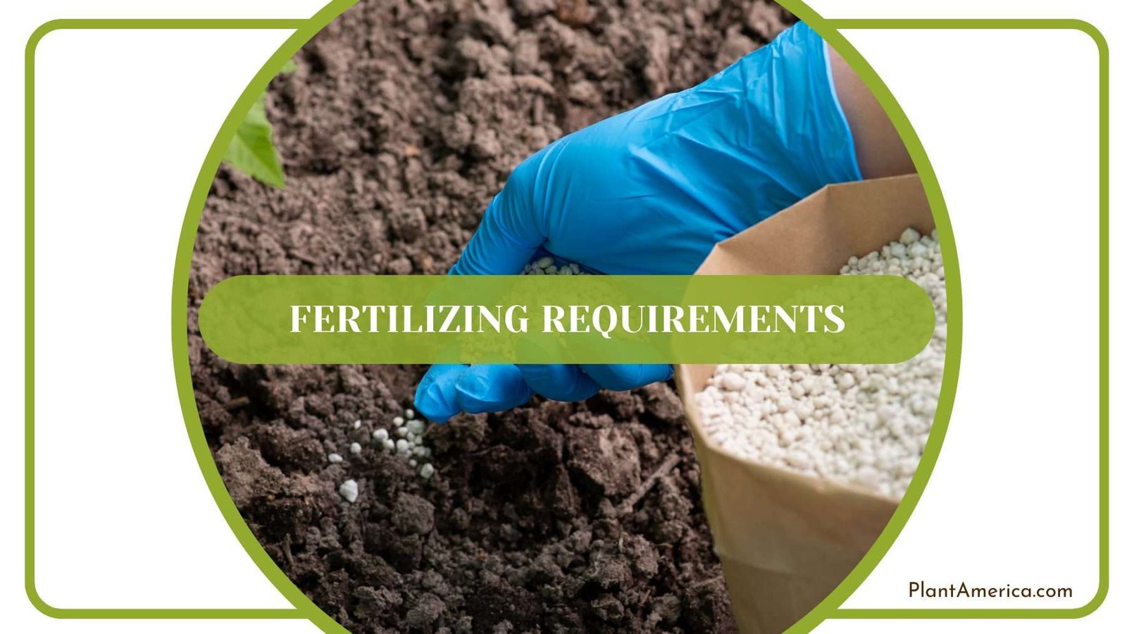 Fertilizing Metallicum Plants Plant America