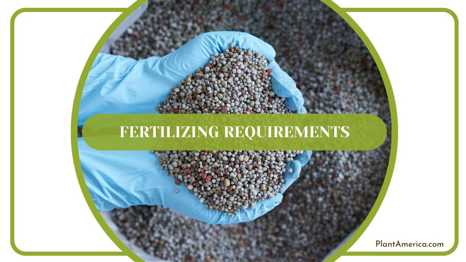 Fertilizing Rugulosum Plants Plant America