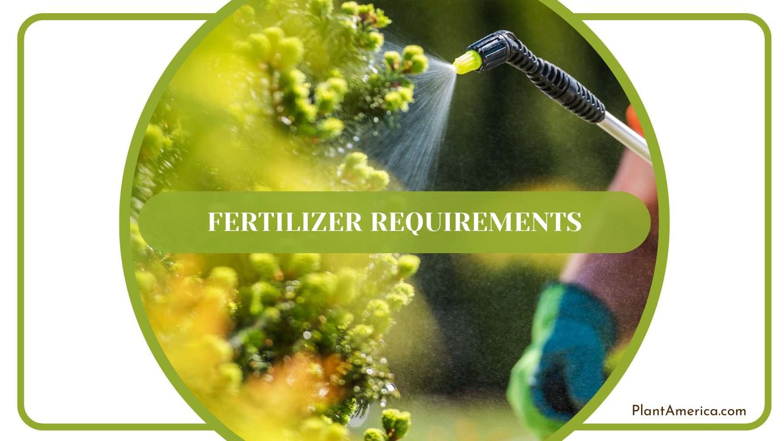 Fertilizing Scandens Plants Plant America