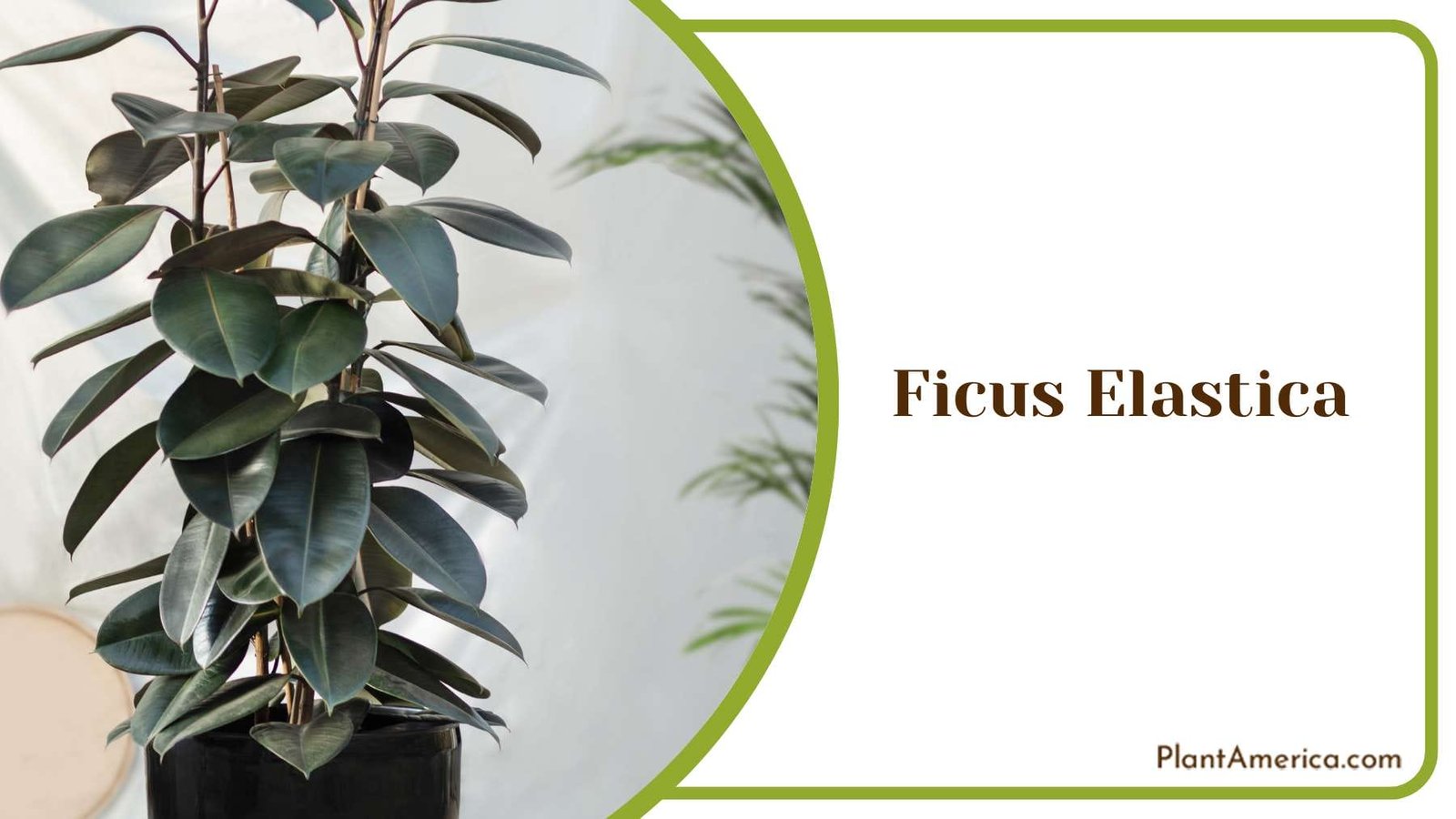 Ficus Elastica Glossy Leaves Plant America