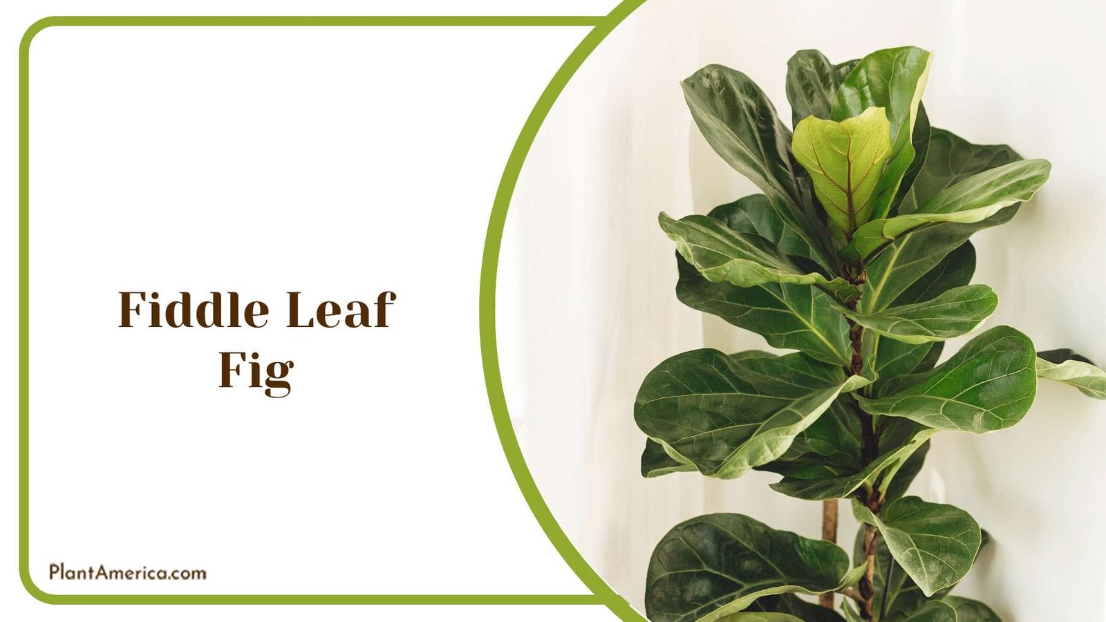 Fiddle Leaf Fig Plant America