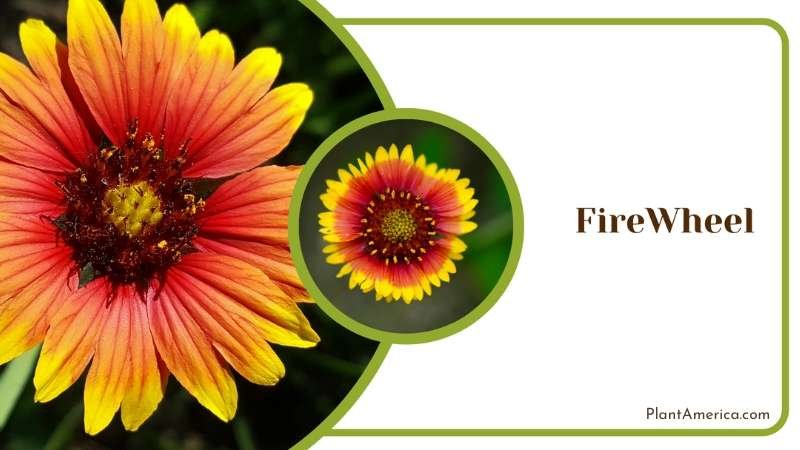 Fiery Red FireWheel Flowers Plant America