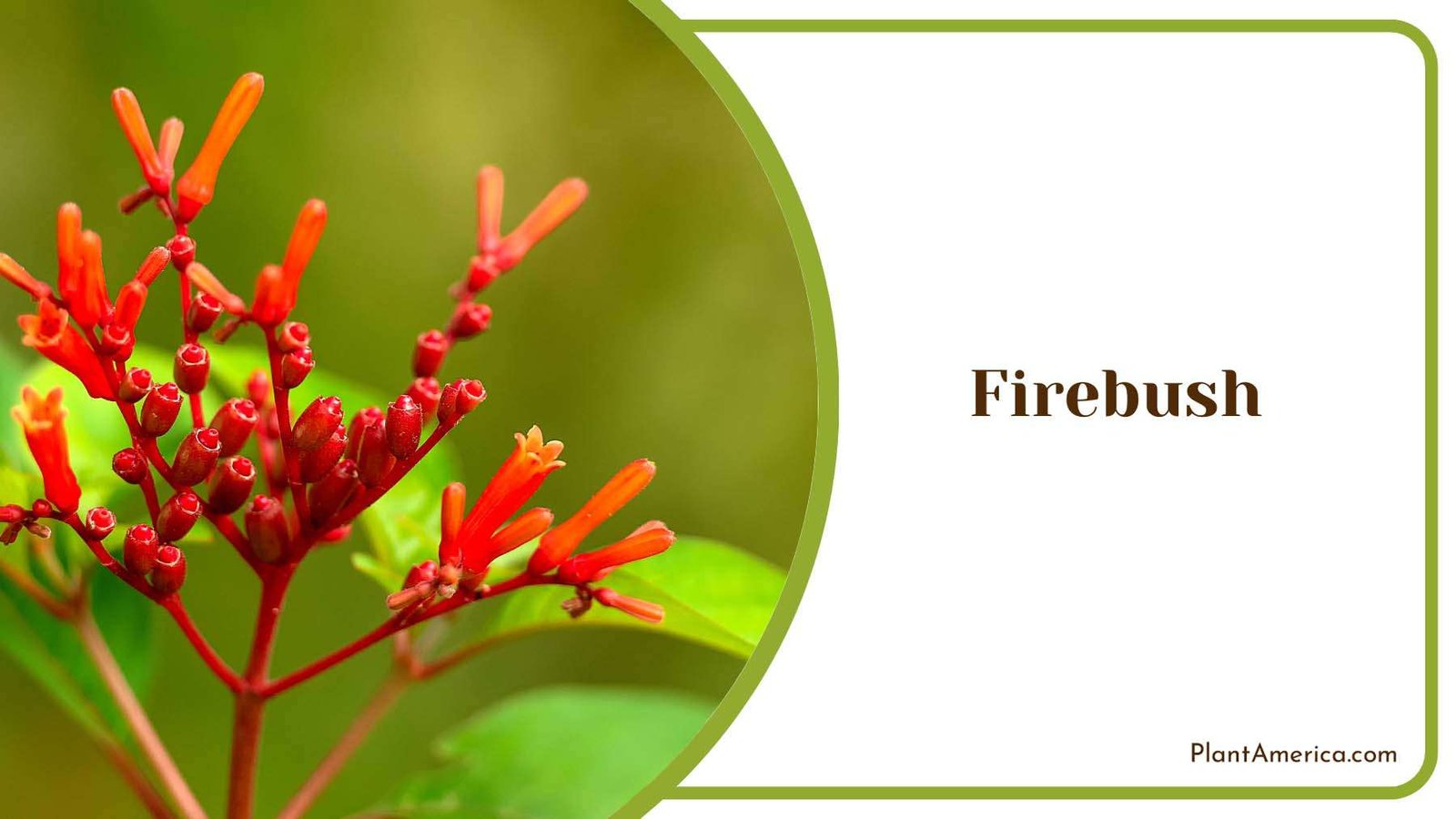 Firebush Tubular Flowers Plant America
