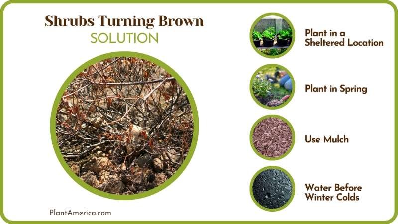 Fix Browning Arborvitae Shrubs Plant America