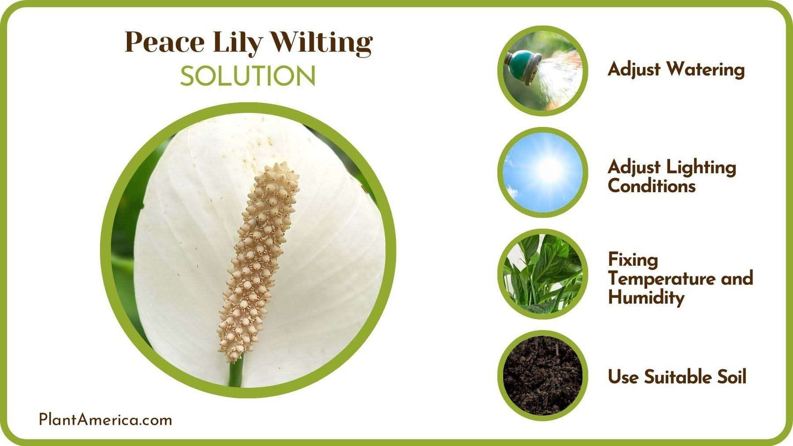 Fixing Wilting Peace Lily Foliage PlantAmerica