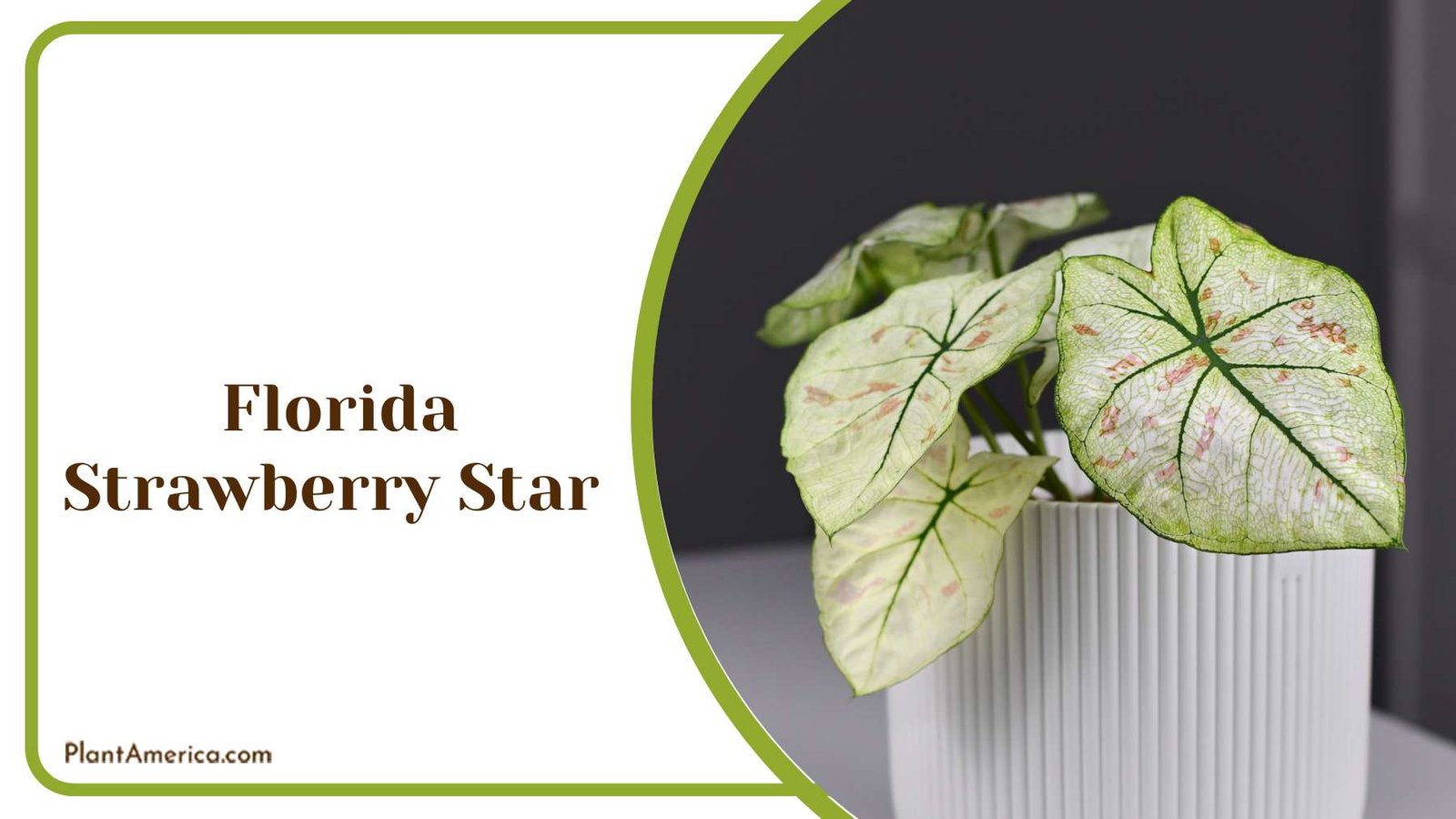 Florida Strawberry Star In A Pot Plant America