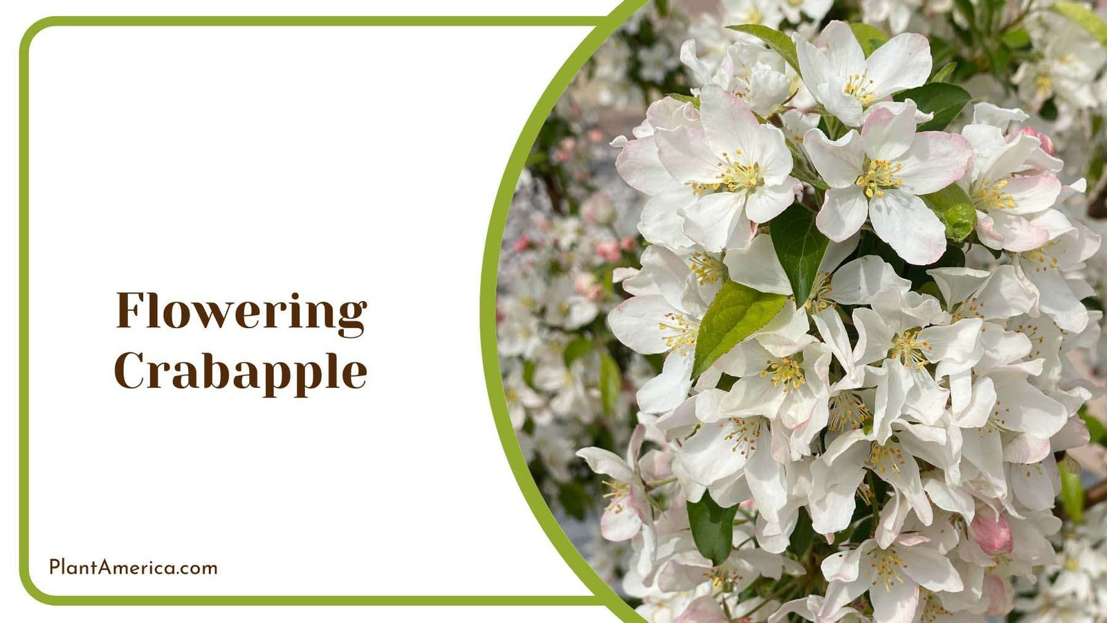 Flowering Crabapple Blooms Plant America