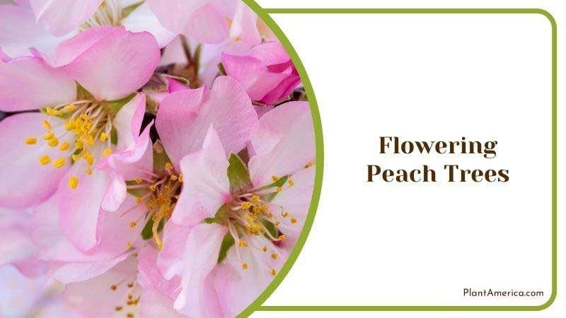 Flowering Peach Trees Details Plant America