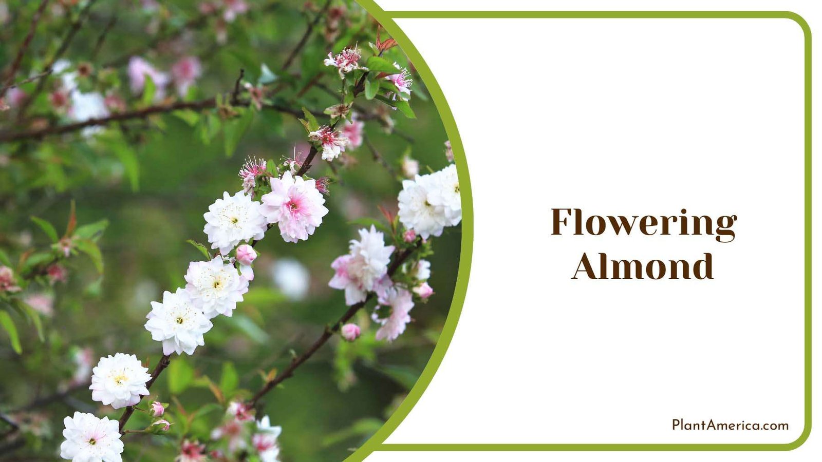 Flowering Tiny White Almond Plant America Flowering Tiny White Almond Plant America