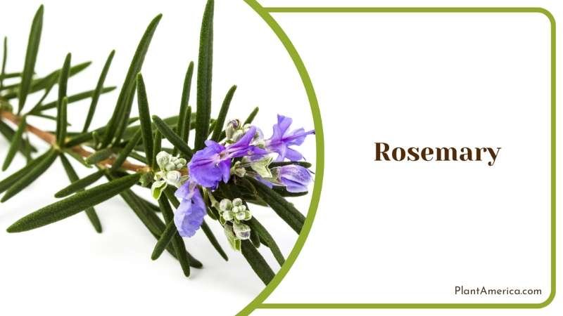 Fragnant Rosemary Plant America