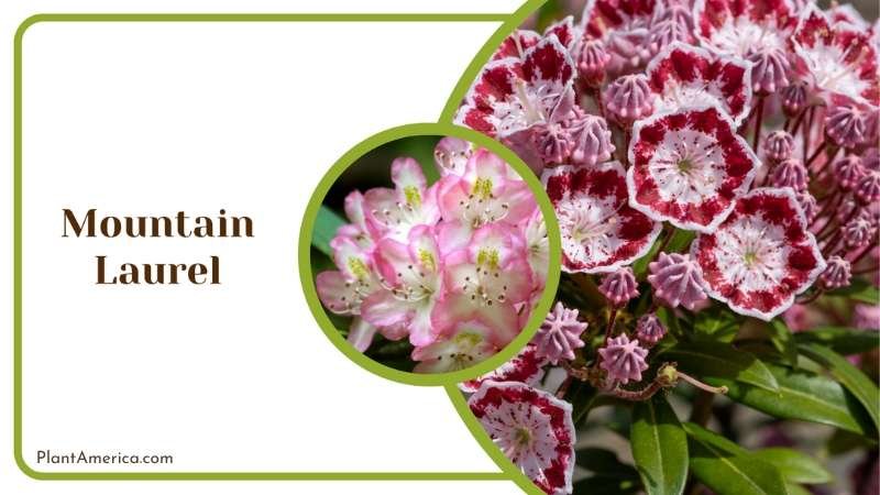 Fragrant Mountain Laurel Plant America