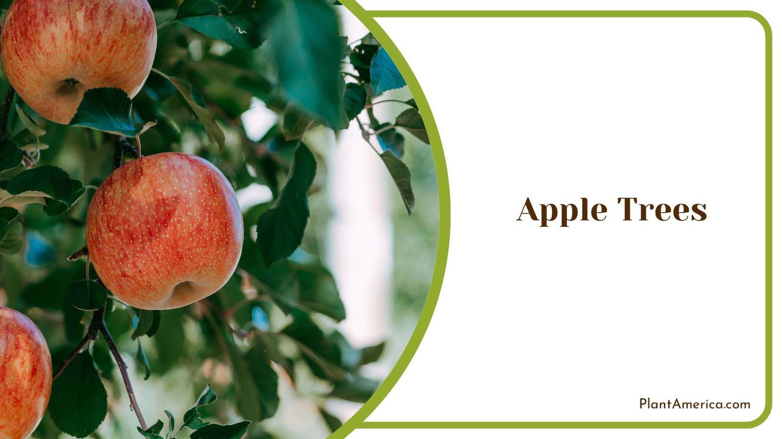 Fresh Apple Trees Plant America Fresh Apple Trees Plant America
