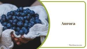 16 Types of Blueberries Varieties for Summer Jam Dishes - Plant America