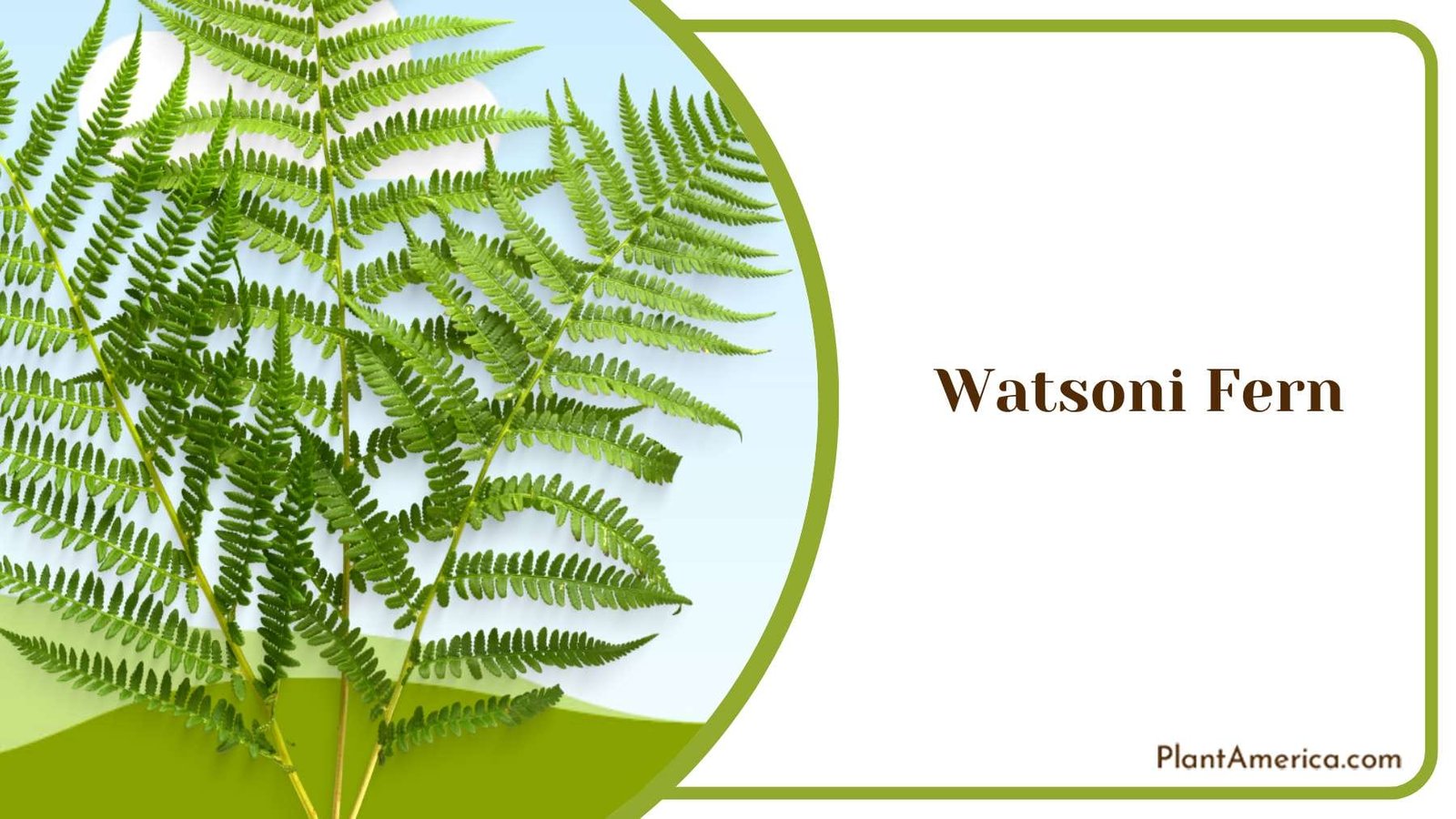 Fresh Watsoni Fern PlantAmerica