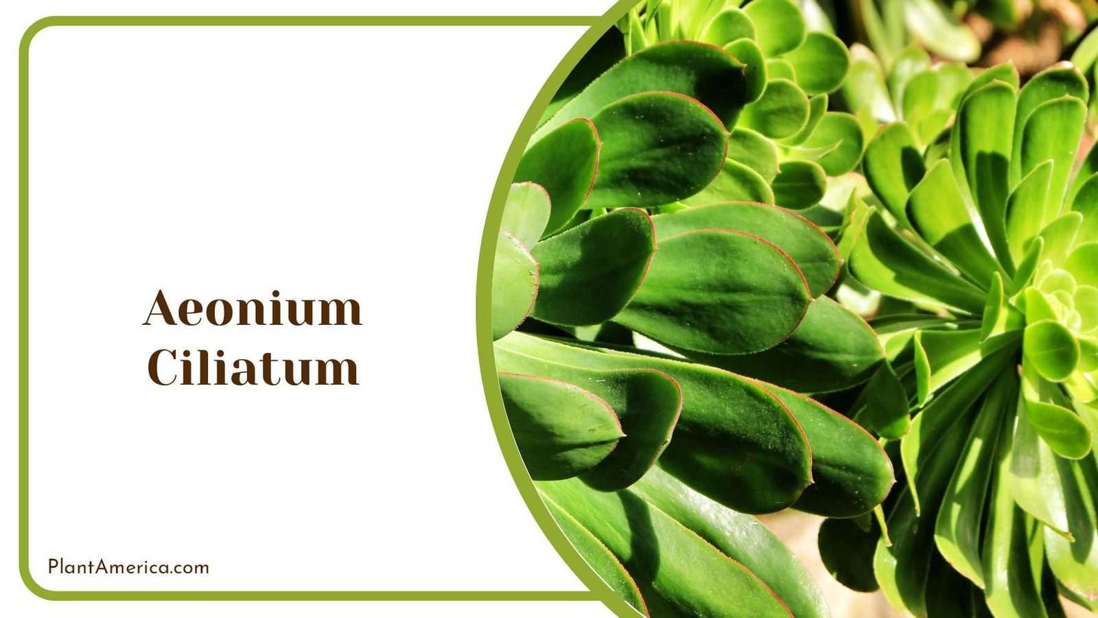 Fringed Aeonium Ciliatum Plant America