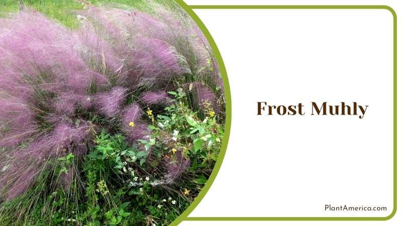 Frost Muhly Ornamental Grass Plant America