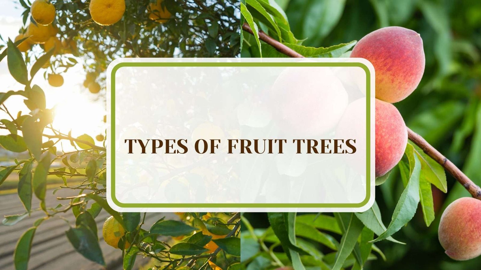 Fruit Trees For Healty Benefits Plant America 22 Types of Fruit Trees You Should Consider for Your Orchard