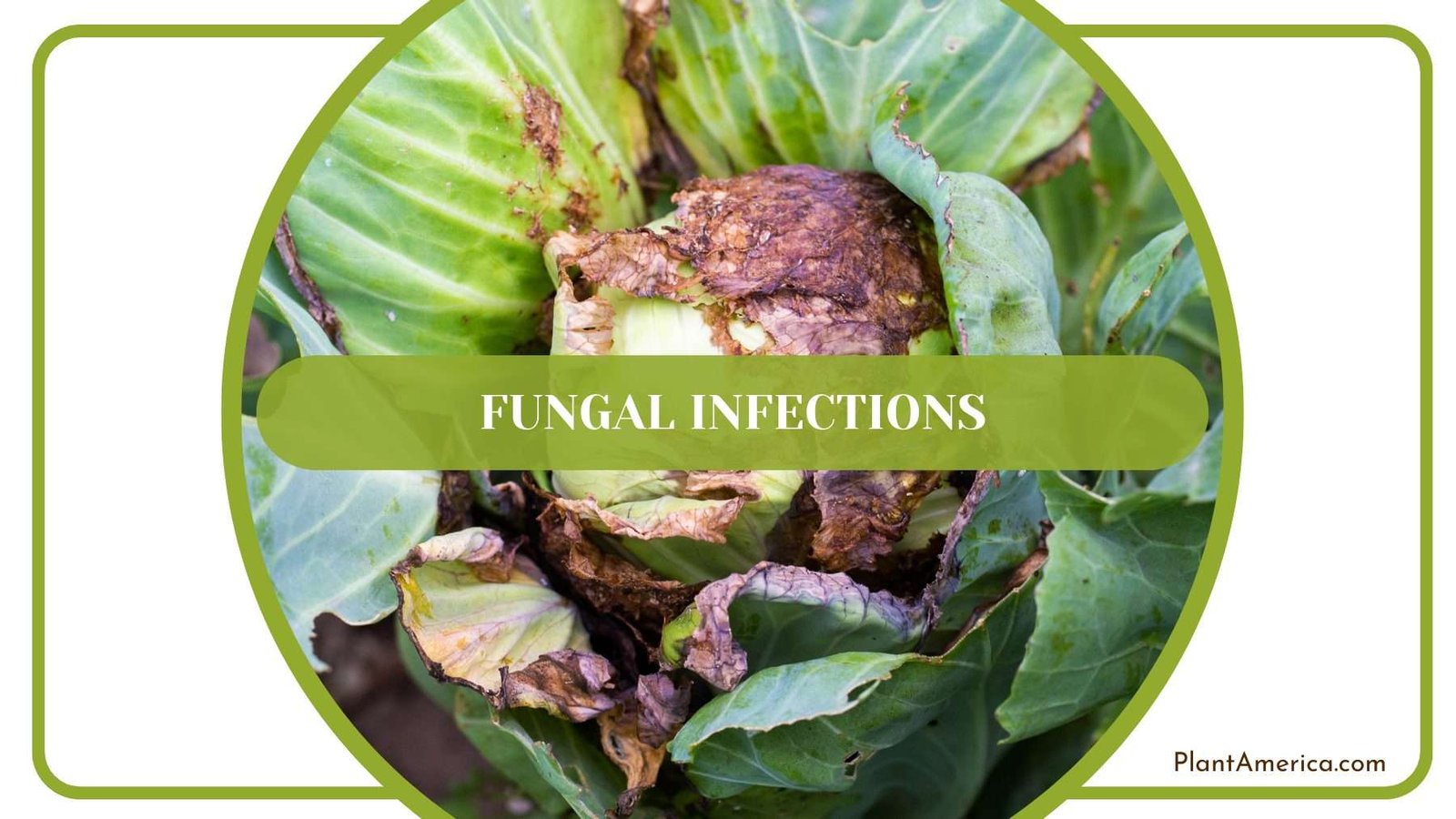 Fungal Infections on Scandens Plant America