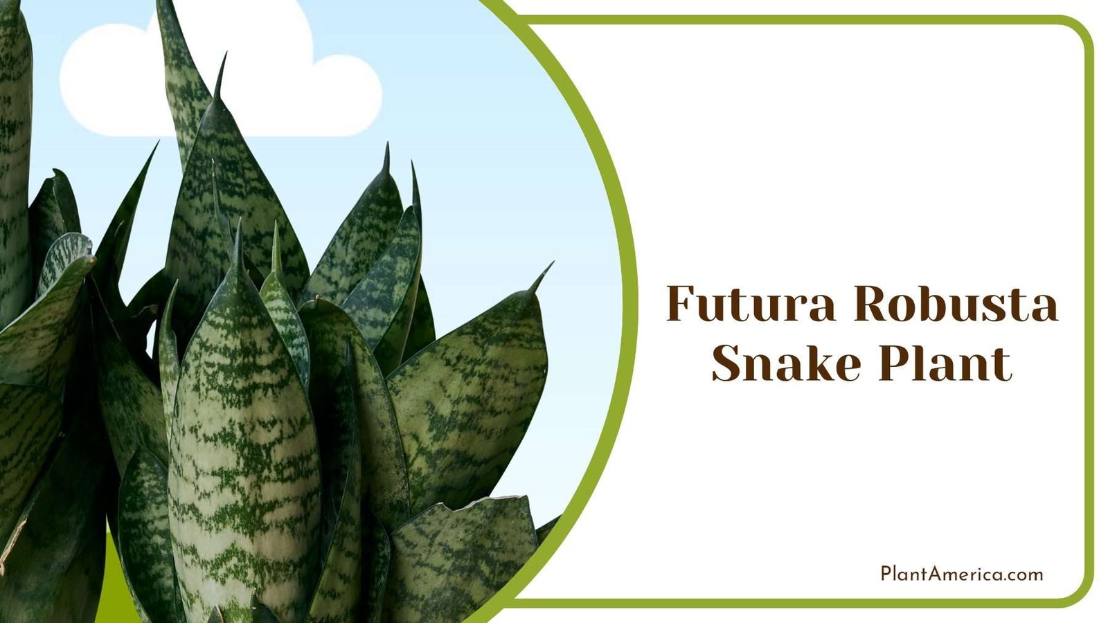 Futura Robusta Snake Plant PlantAmerica