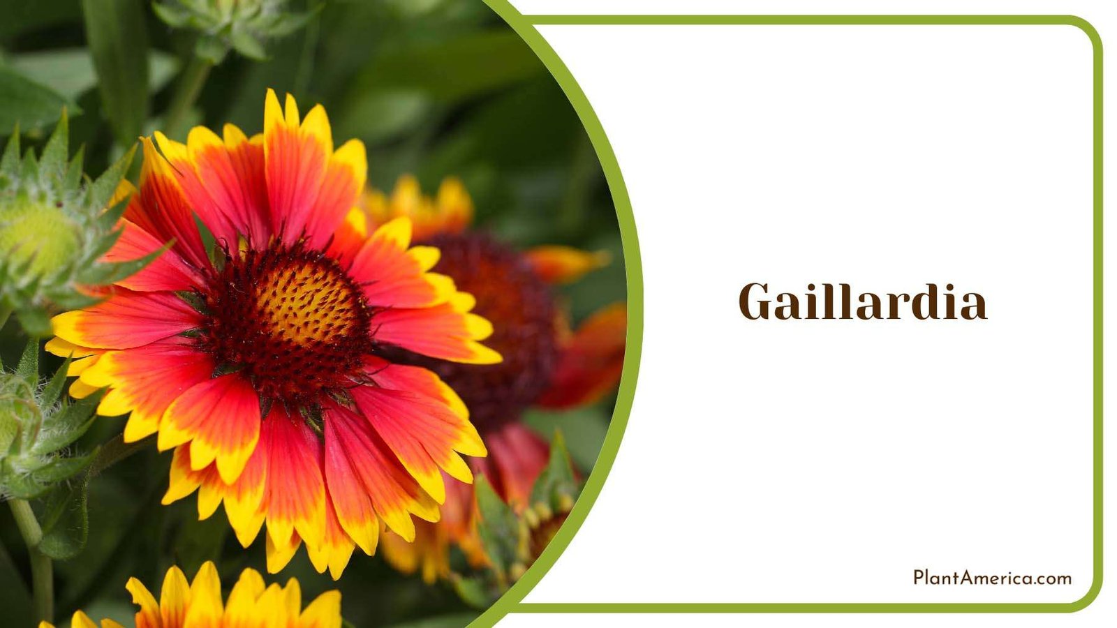 Gaillardia Plant Plant America