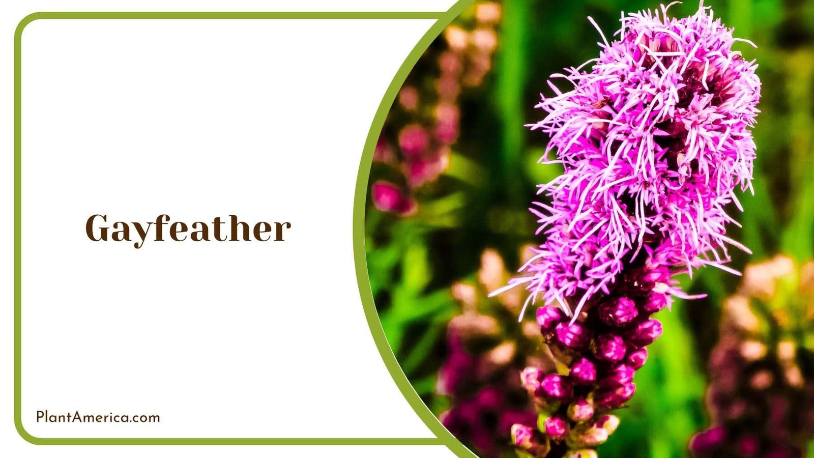 Gayfeather Beautiful Perennial Wildflower Plant America