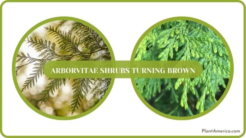 Giant Arborvitae Trees Plant America