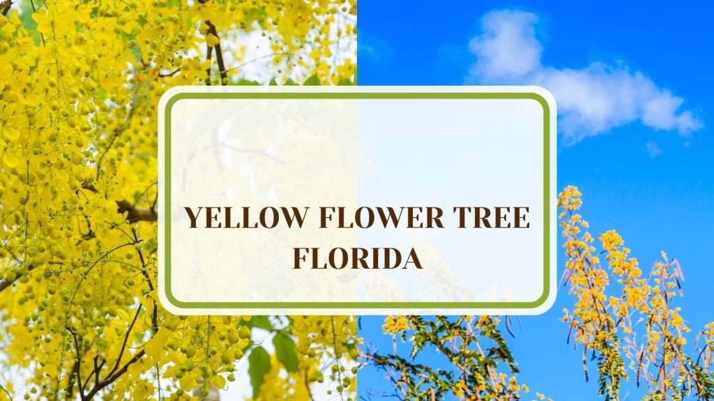 Fl. Over Tree 17 Yellow Flower Tree Florida to Add a Splash of Color to Your Yard ...